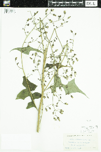 Lactuca floridana image