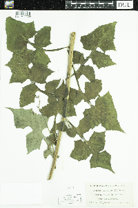 Lactuca floridana image