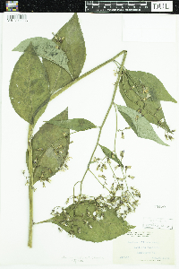 Lactuca floridana image