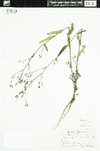 Lactuca canadensis image