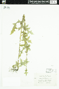 Lactuca canadensis image
