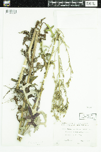 Lactuca canadensis image