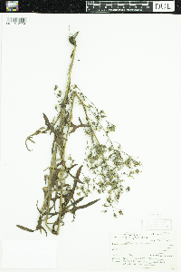 Lactuca canadensis image