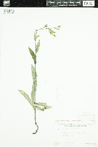 Lactuca canadensis image