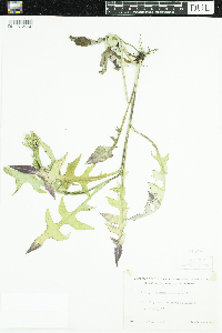 Lactuca canadensis image