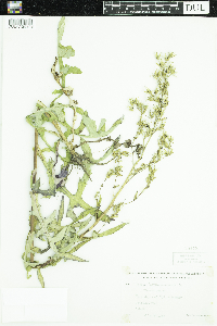 Lactuca canadensis image