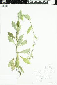 Lactuca canadensis image