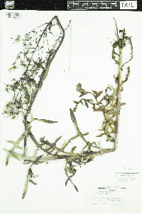 Lactuca canadensis image