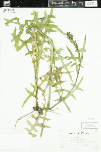 Lactuca canadensis image