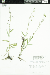 Lactuca canadensis image