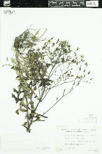 Lactuca canadensis image