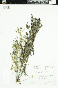 Lactuca canadensis image