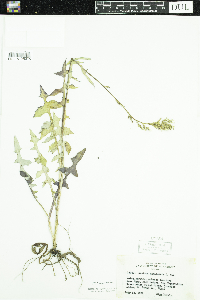 Lactuca canadensis image