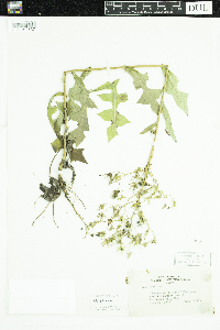 Lactuca canadensis image