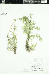 Lactuca canadensis image