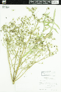 Lactuca canadensis image