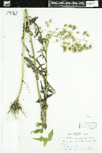 thumbnail image of current specimen