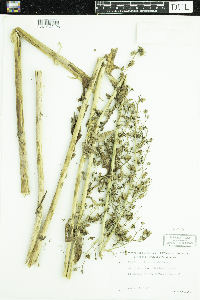 thumbnail image of current specimen