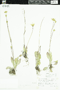 Krigia biflora var. biflora image