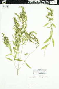 Iva frutescens image