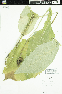 Inula helenium image