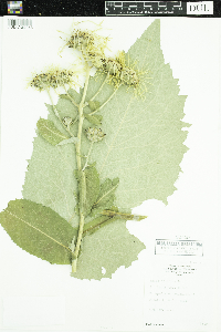 Inula helenium image