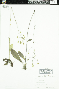 Hieracium gronovii image