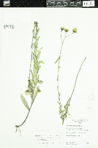 Hieracium umbellatum image
