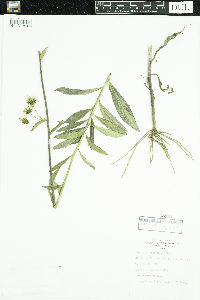 Hieracium umbellatum image