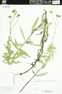 Hieracium umbellatum image