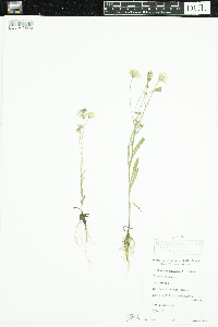 Hieracium umbellatum image