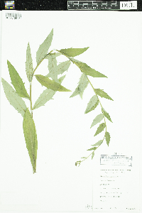 Hieracium umbellatum image