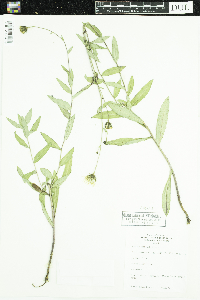 Hieracium umbellatum image
