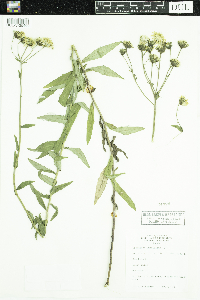 Hieracium umbellatum image