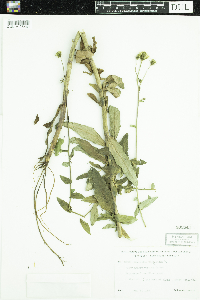 Hieracium umbellatum image