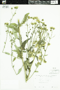 Hieracium umbellatum image