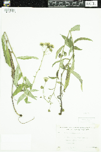 Hieracium umbellatum image