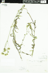 Hieracium umbellatum image