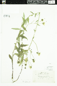 Hieracium umbellatum image