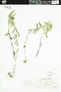 Hieracium umbellatum image