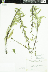 Hieracium umbellatum image