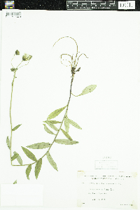 Hieracium umbellatum image