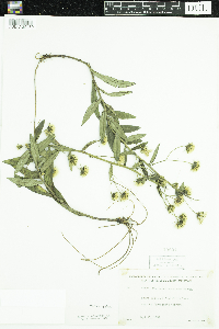 Hieracium umbellatum image