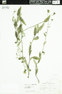 Hieracium umbellatum image