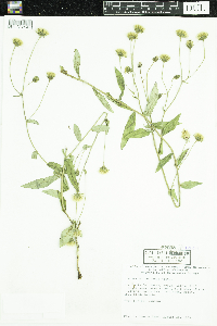 Hieracium umbellatum image