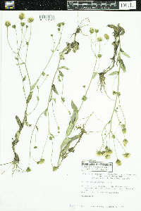 Hieracium umbellatum image