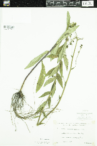 Hieracium umbellatum image
