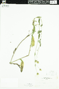 Hieracium umbellatum image