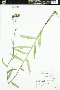 Hieracium umbellatum image