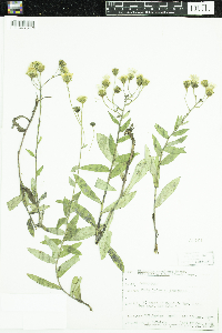 Hieracium umbellatum image